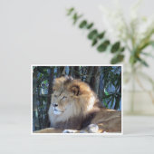 leeuw briefkaart (Staand voorkant)