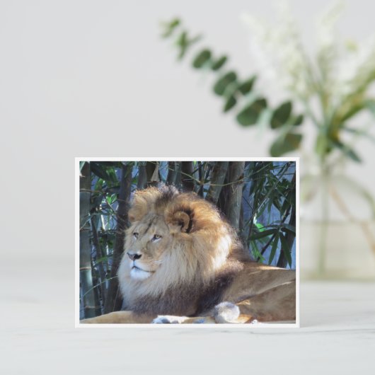 leeuw briefkaart (Staand voorkant)