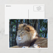 leeuw briefkaart (Voorkant / Achterkant)