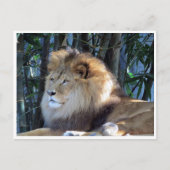 leeuw briefkaart (Voorkant)