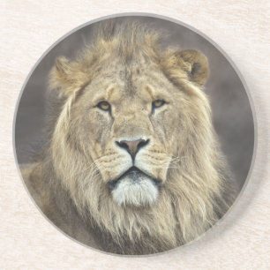 Leeuw Coaster Zandsteen Onderzetter