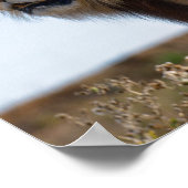 Leeuw die tussen de vegetatie staat en van achtere poster (Hoek)