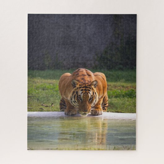 Leeuw Drink water Big Cat Wildlife Legpuzzel (Verticaal)