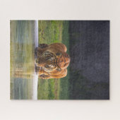 Leeuw Drink water Big Cat Wildlife Legpuzzel (Horizontaal)