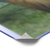 Leeuw en lammeren poster (Hoek)