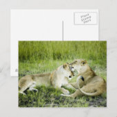 Leeuw en leeuwen, Afrika 2 Briefkaart (Voorkant / Achterkant)