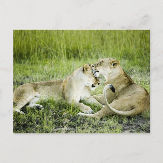 Leeuw en leeuwen, Afrika 2 Briefkaart (Voorkant)