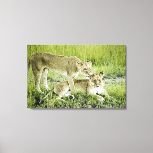 Leeuw en leeuwen, Afrika Canvas Afdruk (Voorkant)
