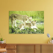 Leeuw en leeuwen, Afrika Canvas Afdruk (Insitu (Woonkamer))