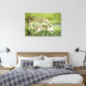 Leeuw en leeuwen, Afrika Canvas Afdruk (Insitu (Slaapkamer))