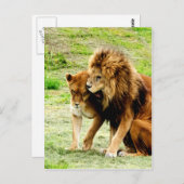 leeuw en leeuwen briefkaart (Voorkant / Achterkant)