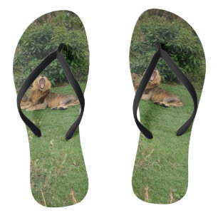 Leeuw geeuwde Teenslippers