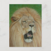 Leeuw grote kat wildlife realist kunst briefkaart (Voorkant)