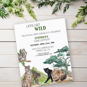 Leeuw Grote Katachtigen Jungle Safari Wilde Verjaa