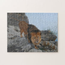 Leeuw in de bergen (door Richard Friese)