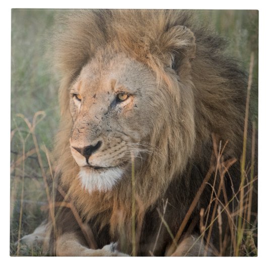 Leeuw in de natuurlijke Afrikaanse omgeving Tegeltje (Voorkant)