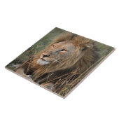 Leeuw in de natuurlijke Afrikaanse omgeving Tegeltje (Zijkant)