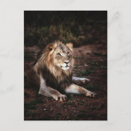 Leeuw in de Wilde Foto Postcrossing Briefkaart (Voorkant)