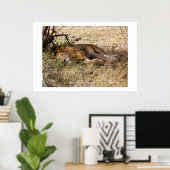 Leeuw in Kenia Afrika dier Poster (Thuiskantoor)