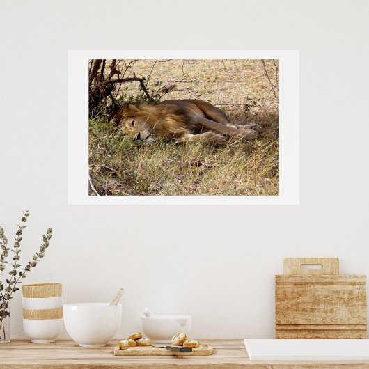 Leeuw in Kenia Afrika dier Poster (Keuken)