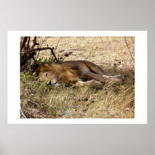 Leeuw in Kenia Afrika dier Poster