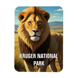 Leeuw in Kruger Nationaal Park Zuid-Afrika Magneet