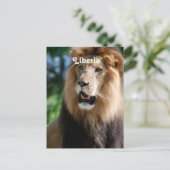Leeuw in Liberia Briefkaart (Staand voorkant)