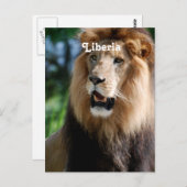 Leeuw in Liberia Briefkaart (Voorkant / Achterkant)