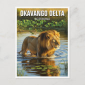 Leeuw in Okavango Delta in Botswana Briefkaart (Voorkant)
