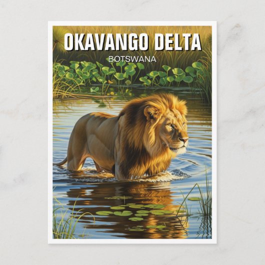 Leeuw in Okavango Delta in Botswana Briefkaart (Voorkant)