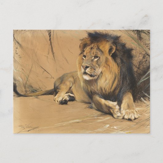leeuw in rust | Wilhelm Kuhnert Briefkaart (Voorkant)