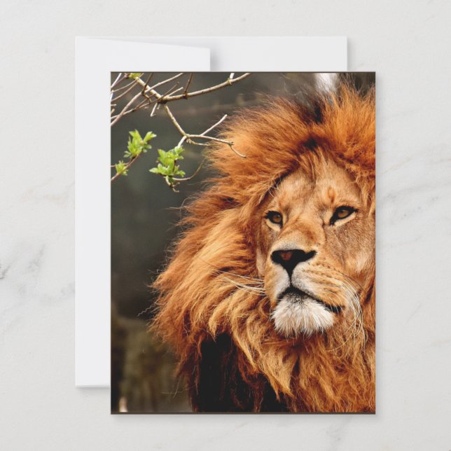 Leeuw, Koning van de Jungle (Voorkant)