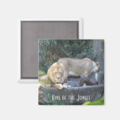 Leeuw, Koning van de Jungle Magneet (Voorkant / Achterkant)