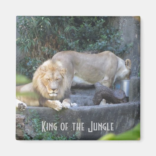 Leeuw, Koning van de Jungle Magneet (Voorkant)