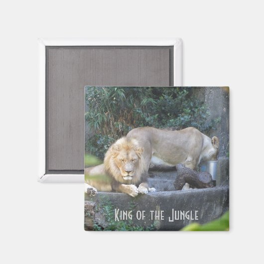 Leeuw, koning van het Oerwoud Magneet (Voorkant / Achterkant)