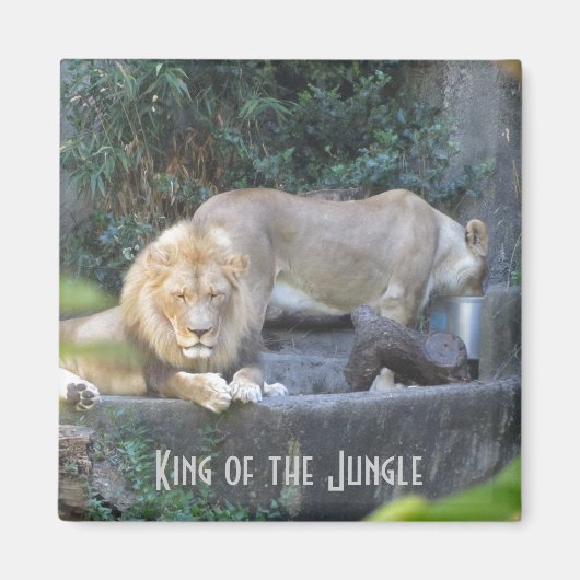 Leeuw, koning van het Oerwoud Magneet (Voorkant)