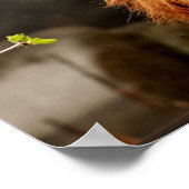 Leeuw, koning van het Oerwoud Poster (Hoek)