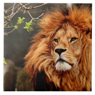 Leeuw, koning van het Oerwoud Tegeltje