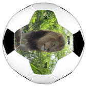 Leeuw - koning van het veld - Voetbal (Gedraaid)
