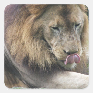 Leeuw likt zijn karbonades! vierkante sticker