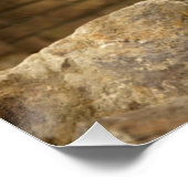 Leeuw, Lion  Perfect Poster (Hoek)