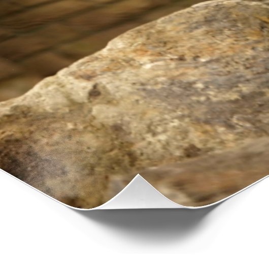 Leeuw, Lion  Perfect Poster (Hoek)