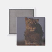 Leeuw loopt magneet (Voorkant / Achterkant)