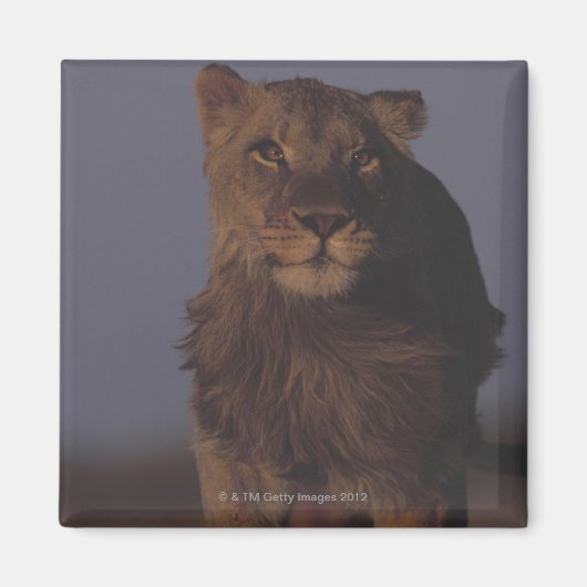 Leeuw loopt magneet (Voorkant)