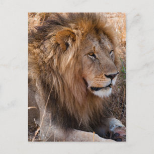 Leeuw Maasai Mara National Reserve, Kenia Briefkaart