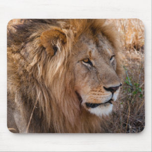 Leeuw Maasai Mara National Reserve, Kenia Muismat