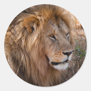 Leeuw Maasai Mara National Reserve, Kenia Ronde Sticker