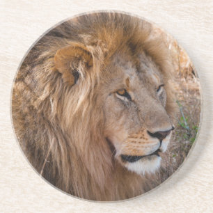 Leeuw Maasai Mara National Reserve, Kenia Zandsteen Onderzetter