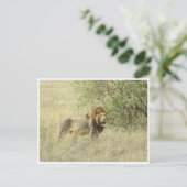 Leeuw mannelijk briefkaart (Staand voorkant)