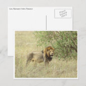 Leeuw mannelijk briefkaart (Voorkant / Achterkant)